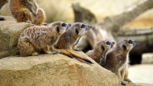 Four meerkats sit closely together on a large rock, looking intently in the same direction—perfect for a downtown photo gallery display.