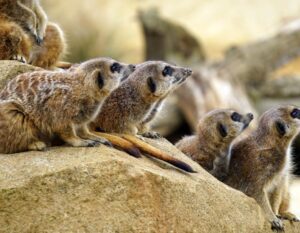 LINCOLN PARK ZOO 900x700 1