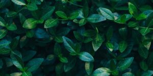 Dense cluster of green leaves in varying shades creates a lush, luxury background reminiscent of an Autograph Collection retreat.