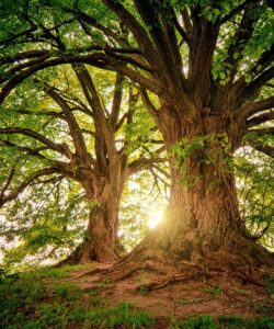 Sustainability 1000x1200 1